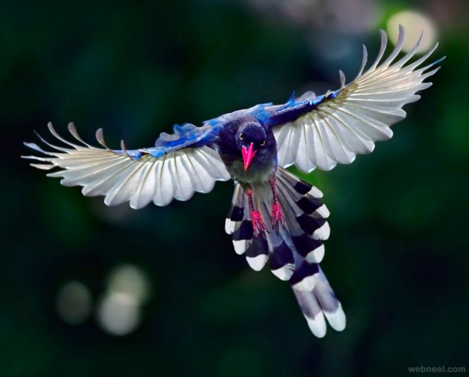 bird photography by john fish