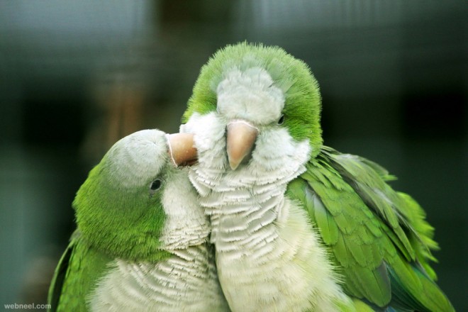 love parrot bird photography