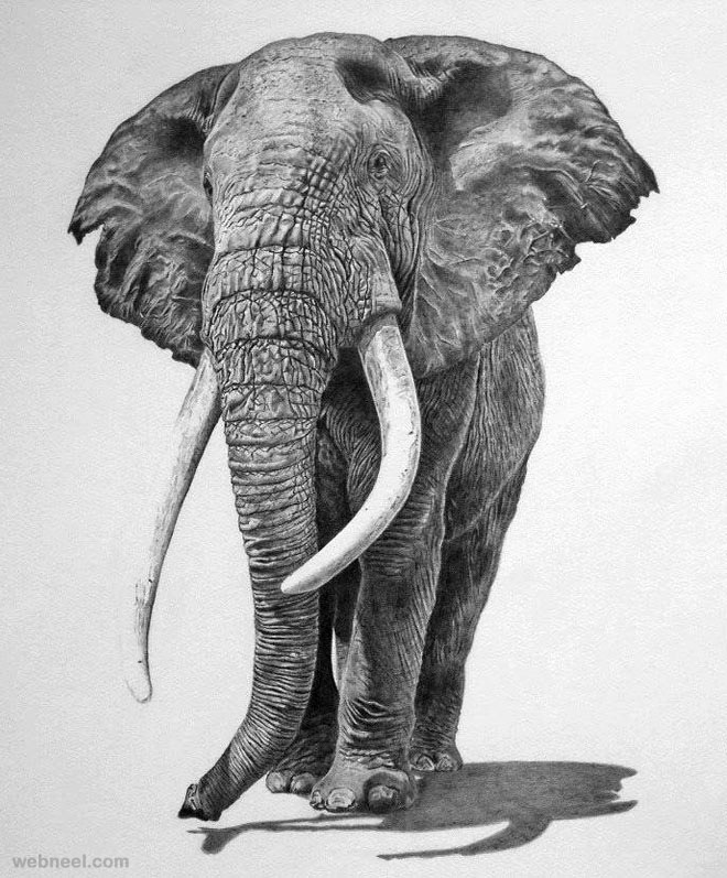 25 Beautiful and Realistic Animal Drawings around the world