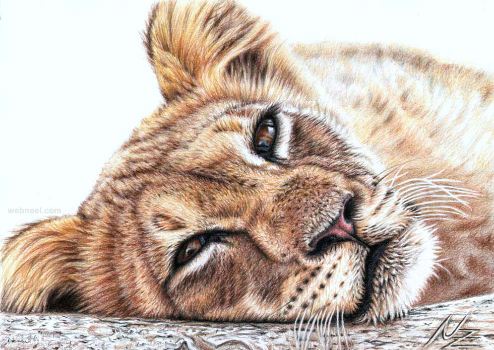 animal drawing tiger nicolezeug