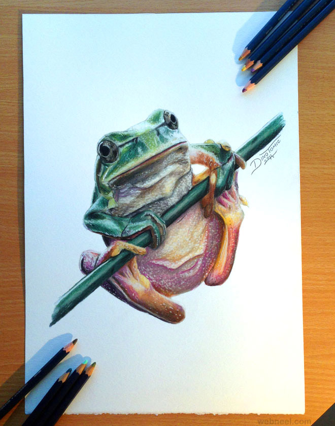 frog animal drawing