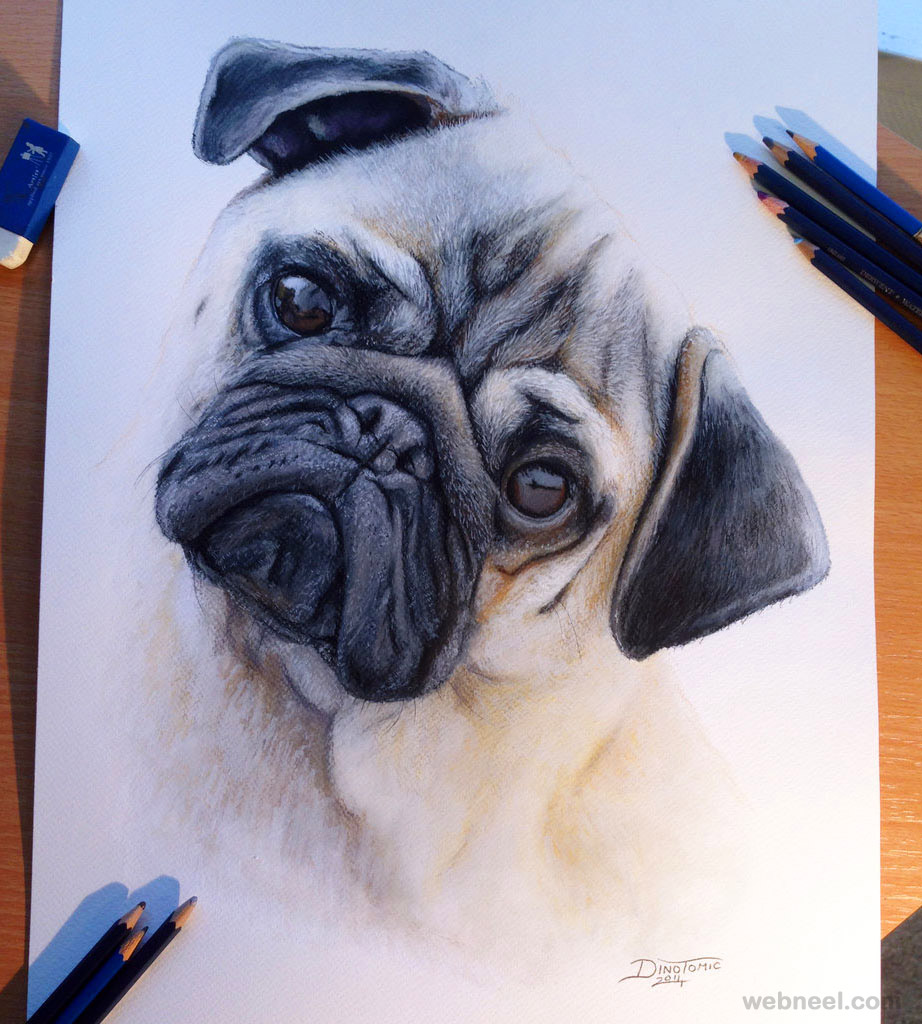 pug dog drawing