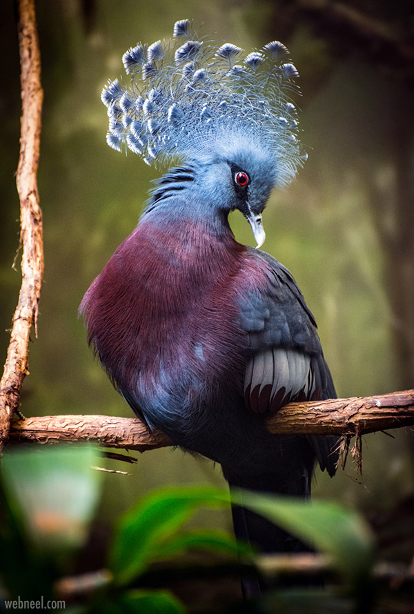 wildlife photography bird by willemy jenny