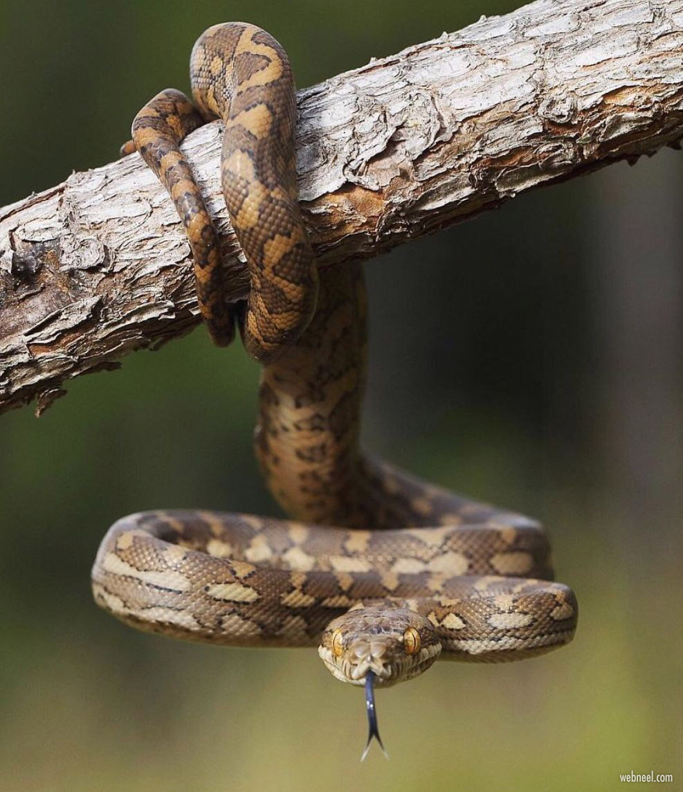 wildlife photography snake by thomas irwin