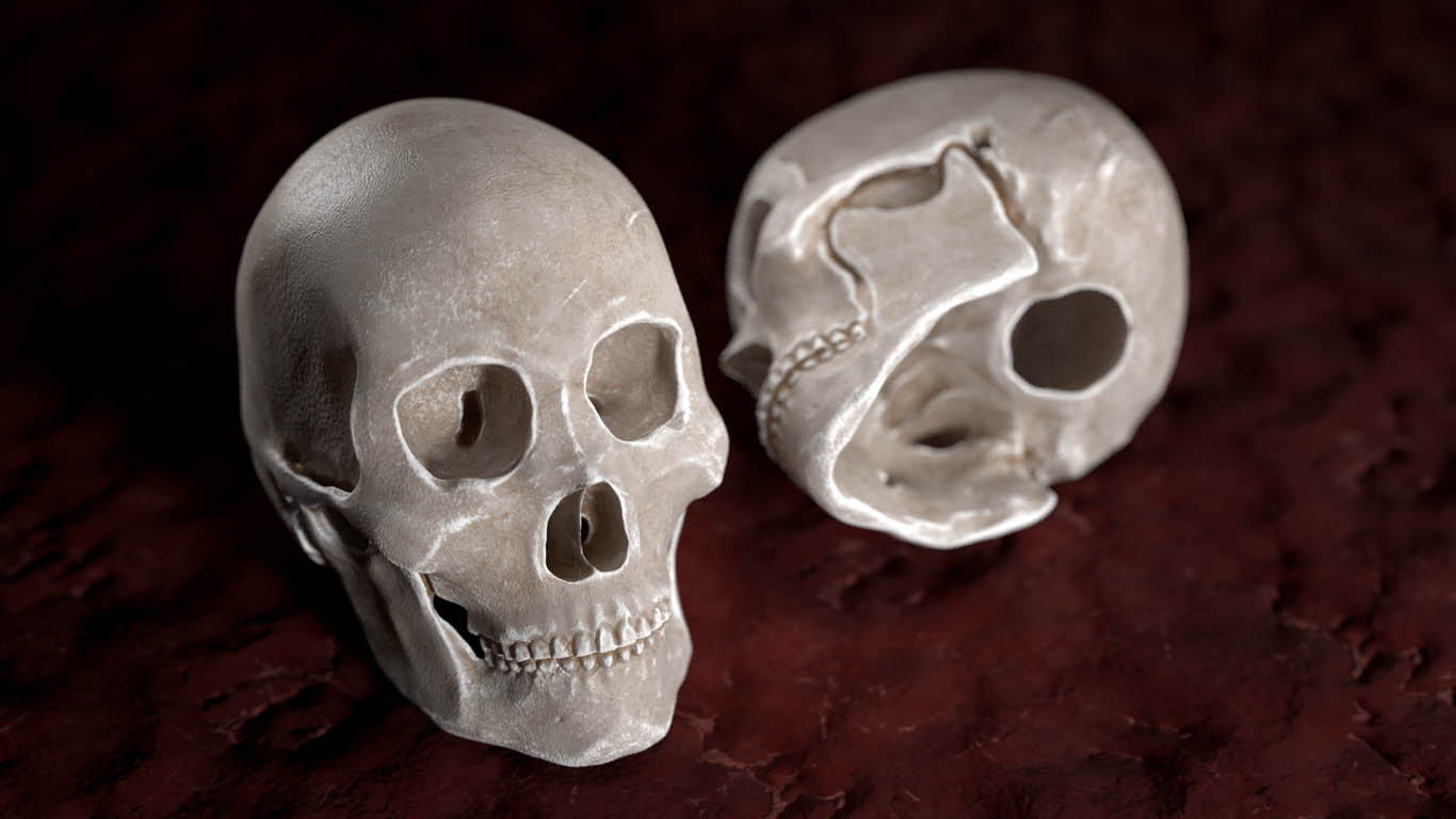 3d model skull by enkhbayarldr
