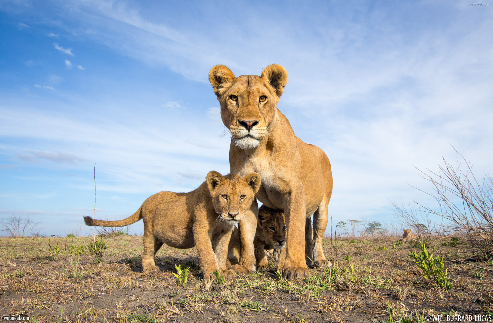 wildlife photography by united kingdom photographer by will burrard lucas