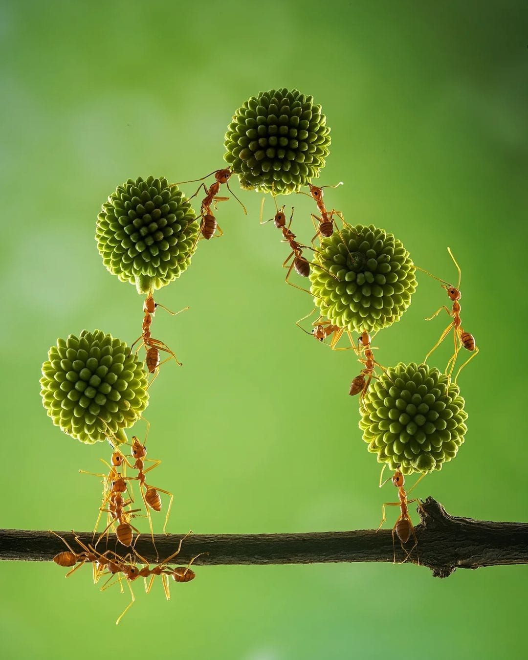amazing photography ants team work by dzulfikri