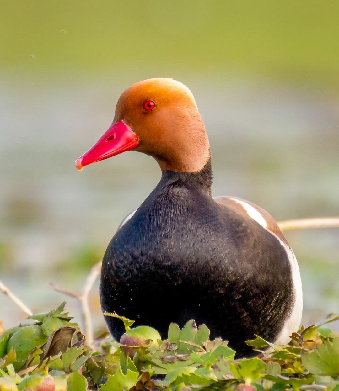 beautiful bird photography red crested pochard by grace marian