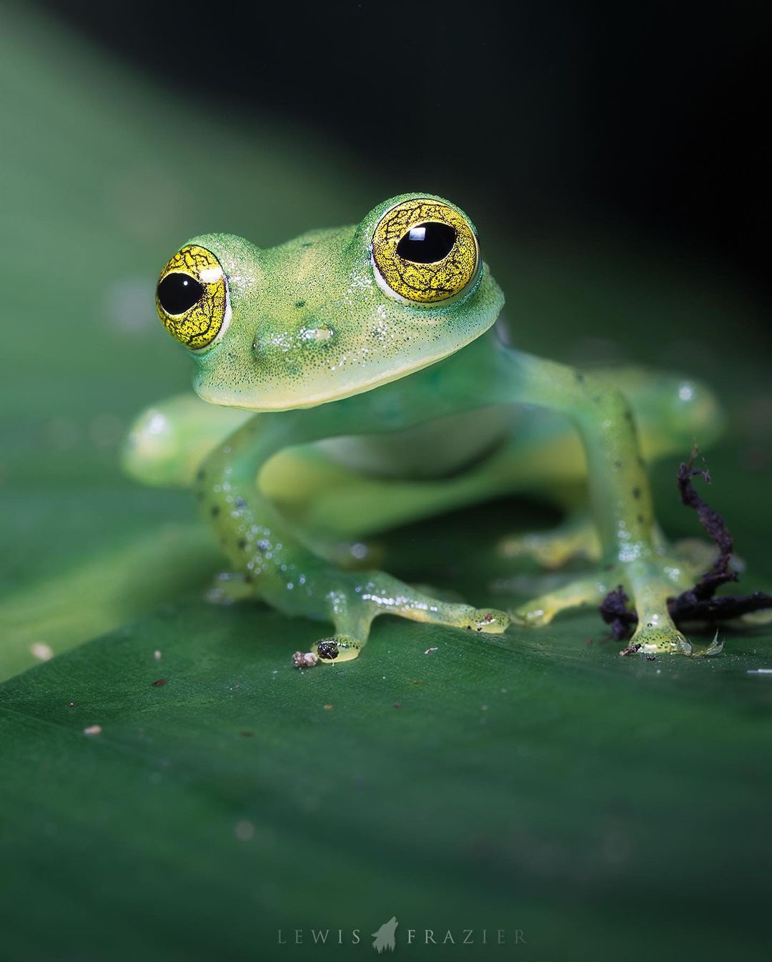 wildlife photography emerald glass frog by lewis frazier