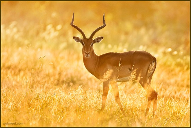 deer wildlife photography