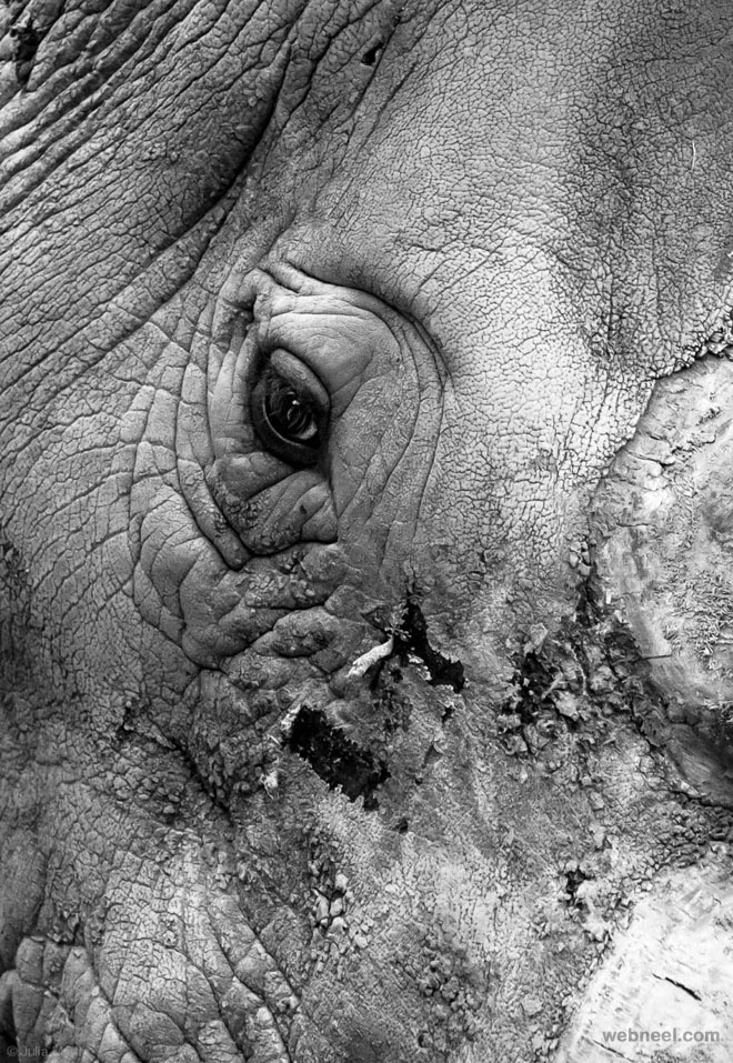 rhino wildlife photography by julia martin