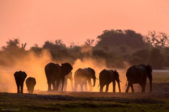 elephant wildlife photo by andrew schoeman