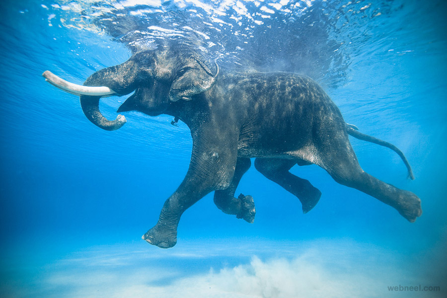 Elephant Underwater Photography 14 - Full Image