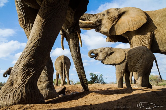 elephant wildlife photography