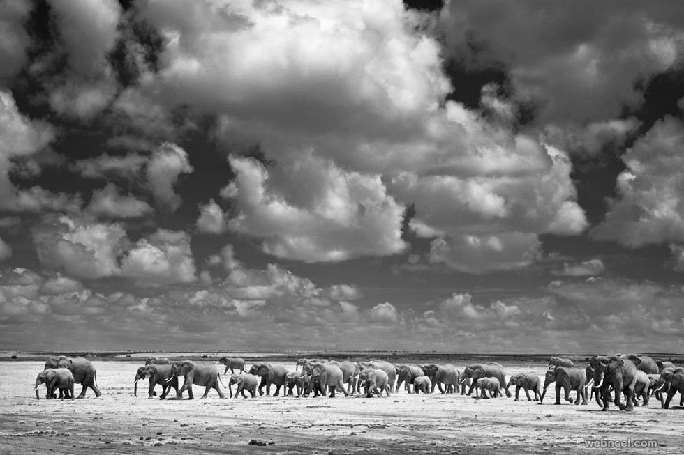 elephant wildlife photography by billydodson