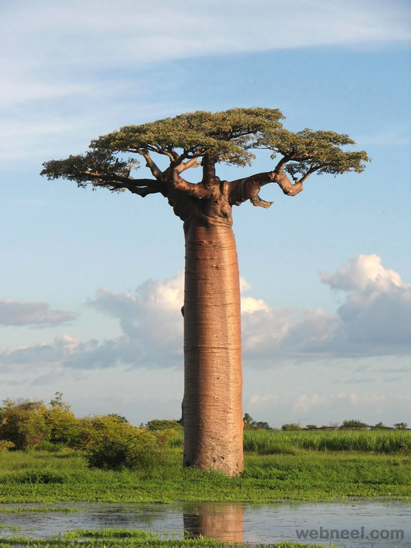 amazing photography naobab tree
