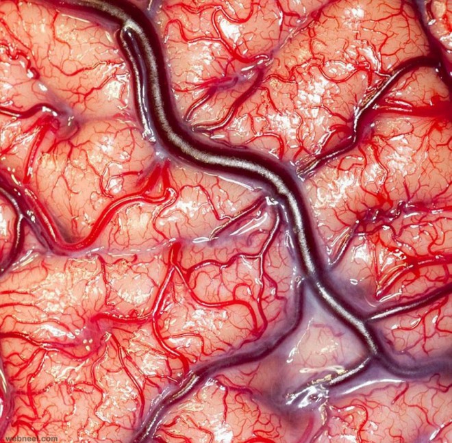 amazing photo living human brain