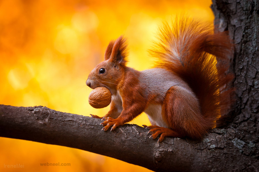 squirrel wildlife photography