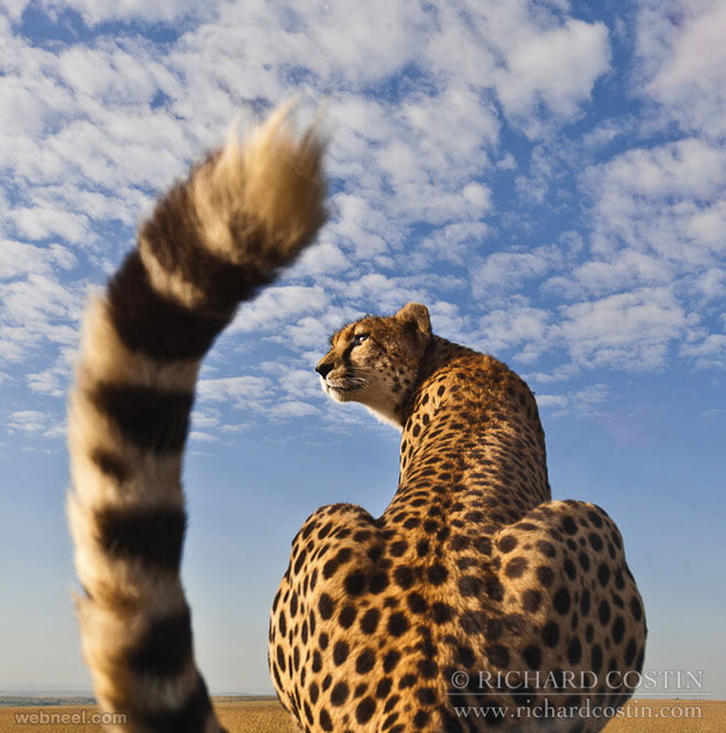 80 Best Award Winning Wildlife Photography examples from around the world