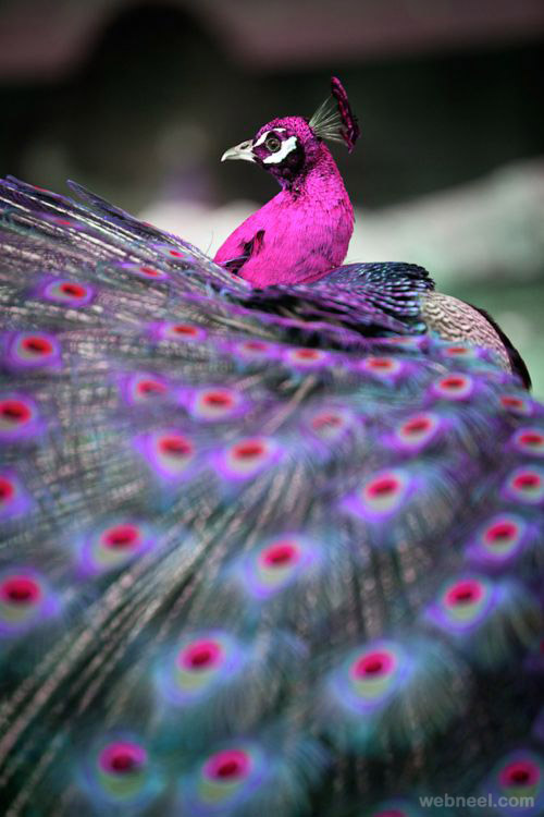 beautiful peacok