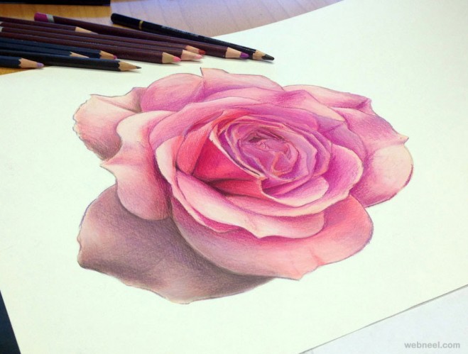 rose color pencil drawing atomiccircus