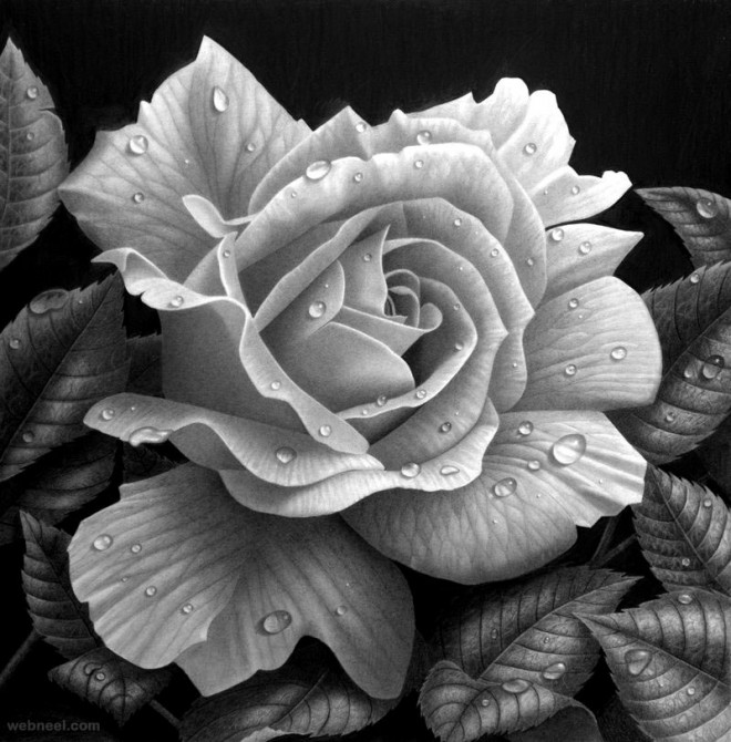Drawing Of A Realistic Rose