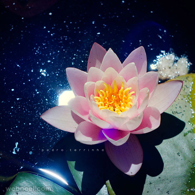 lotus nature photography pedraterrinha