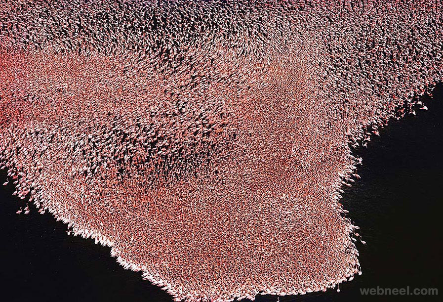 aerial view photography flamingos kenya