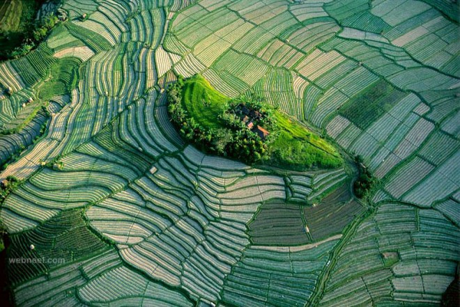 aerial view photography rice fields