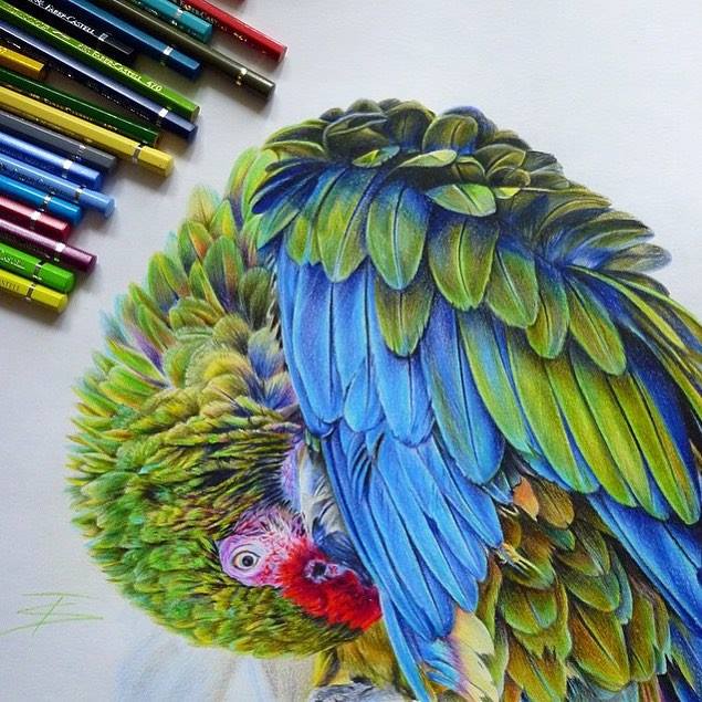 color pencil drawing by tattootatiana