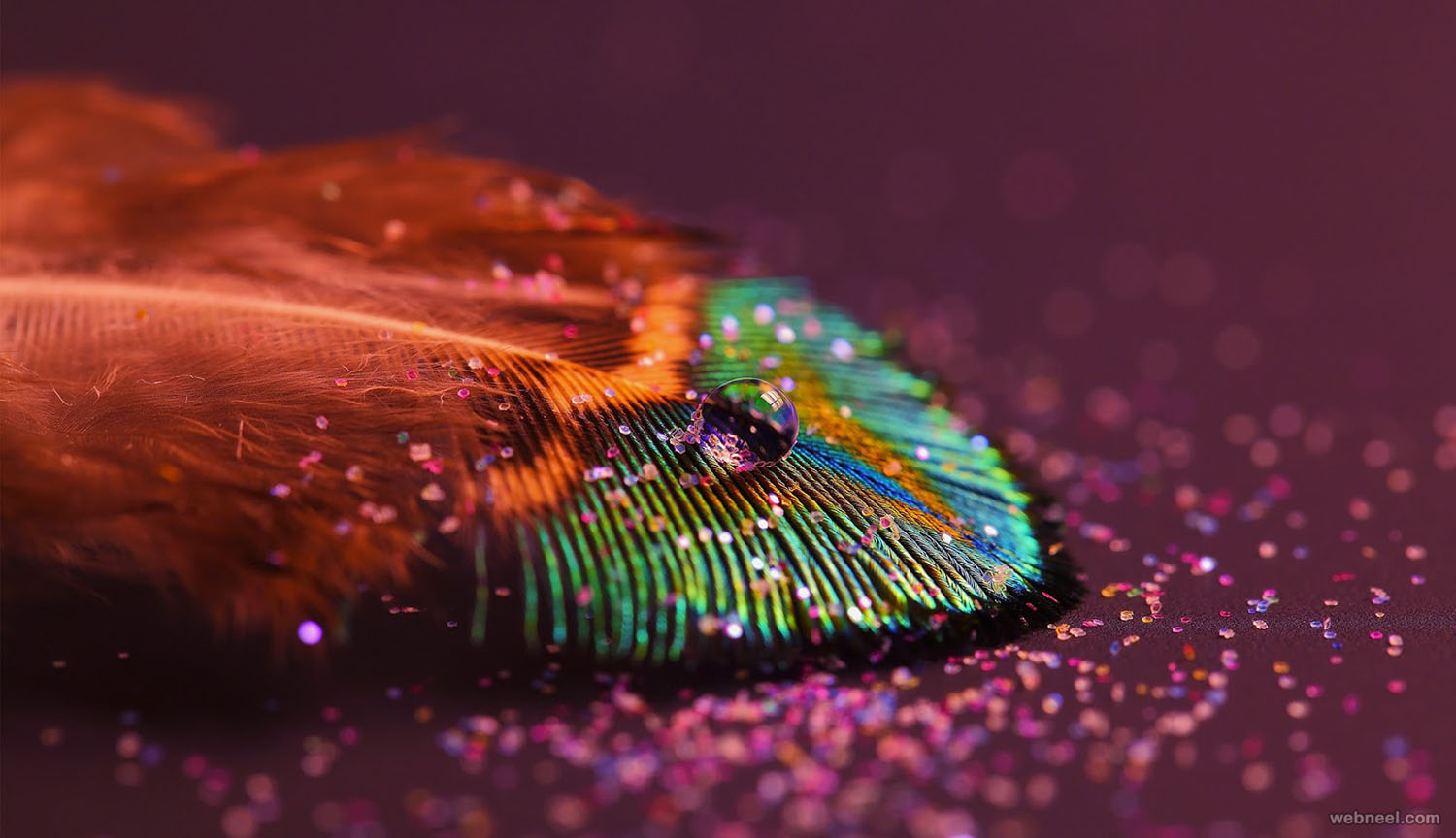 feather abstract photography