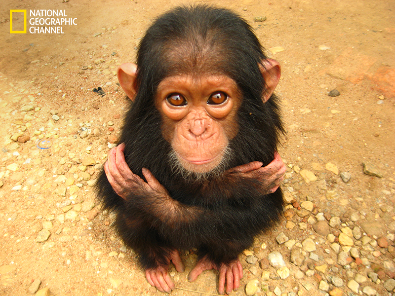 a stoic pose chimpanzee wildlife photography 