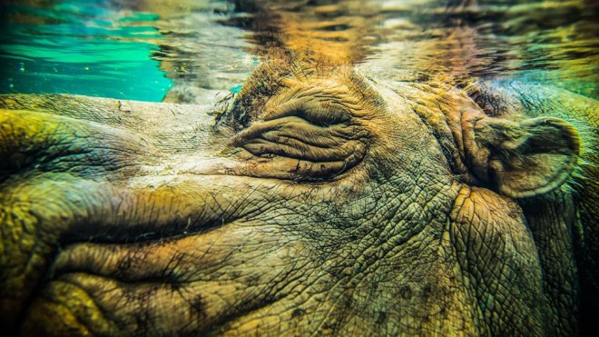 19-hippo-nature-photography-by-richard-jones