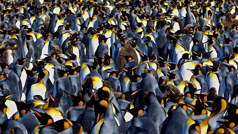 penguin nature photography by lawerence small