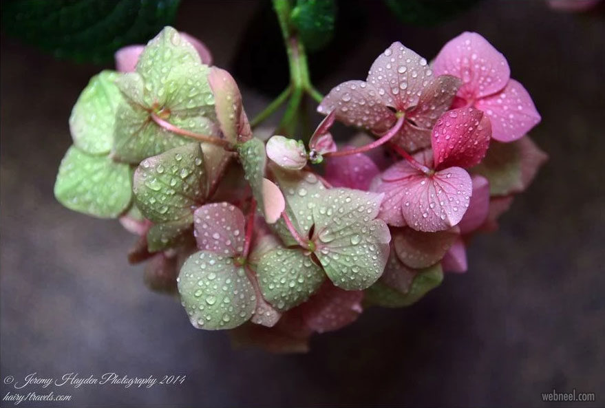 rain photography flower