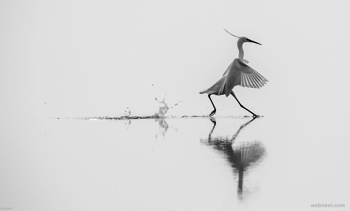 black and white photography wildlife by mauro rossi