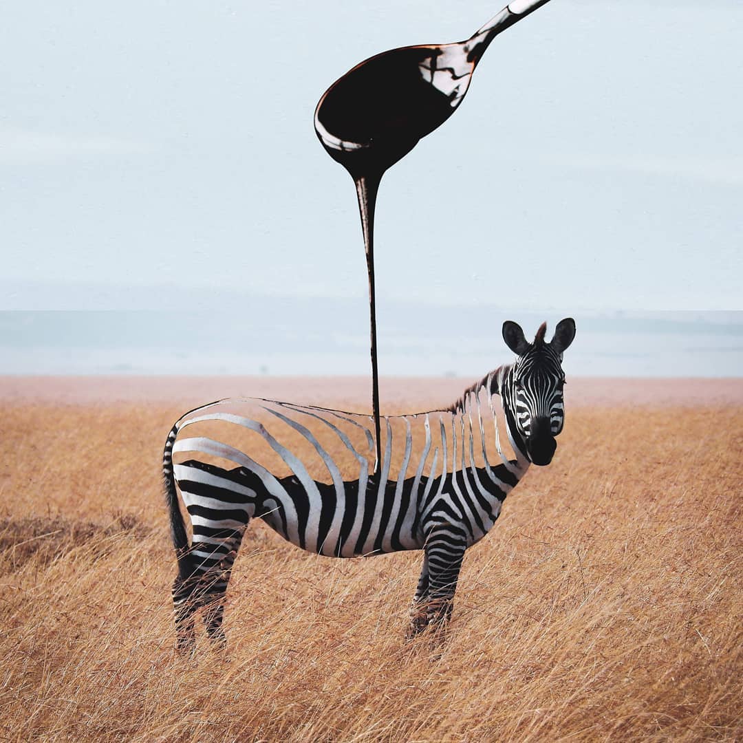 photo manipulation zebra by phuoc nguyen