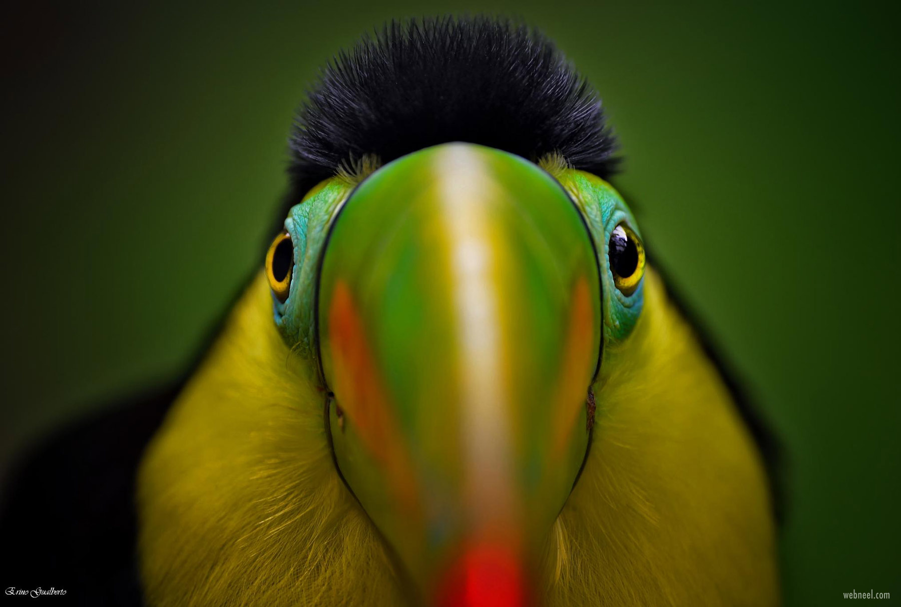 bird photography by erino gualberto