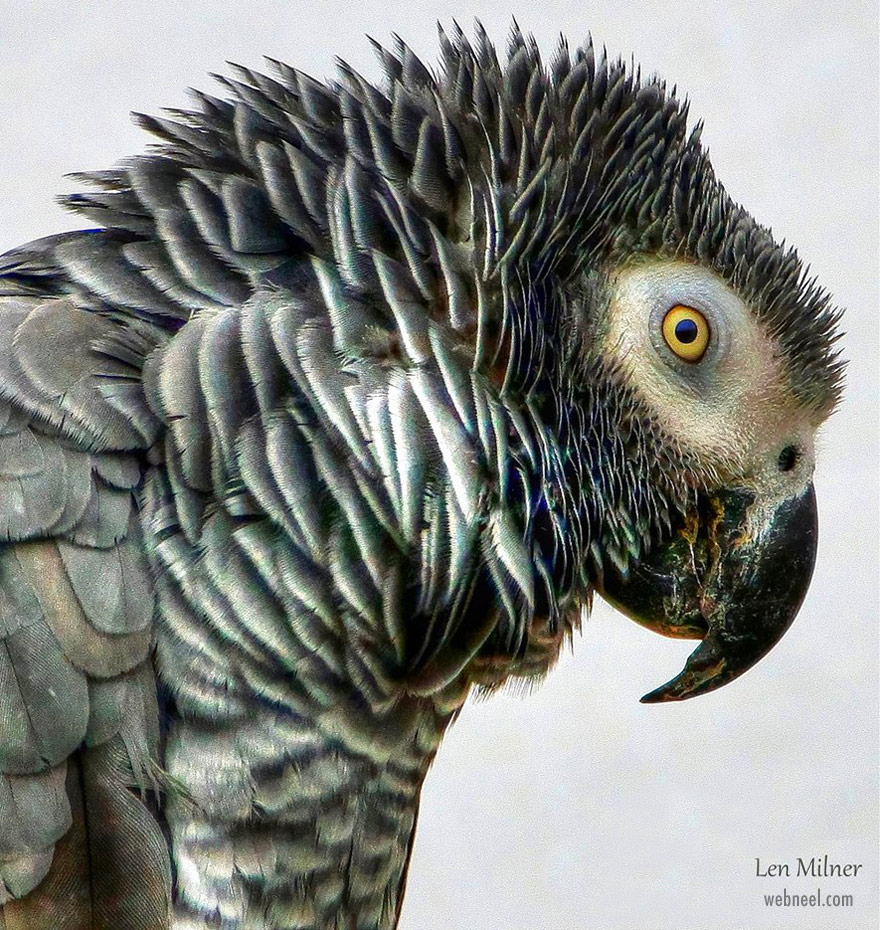 bird photography by len milner