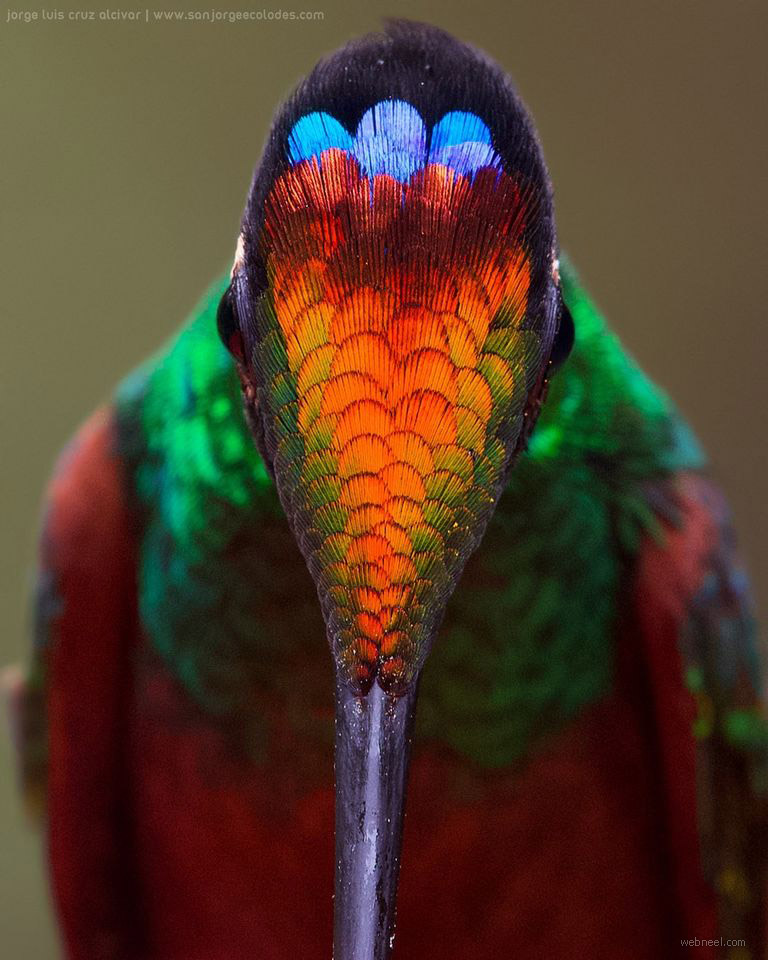 colorful humming bird photography ecuador by luis alcivar