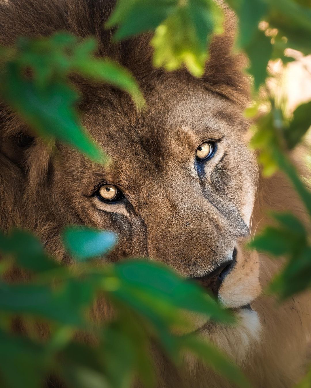portrait wildlife photography lion by cam whitnall