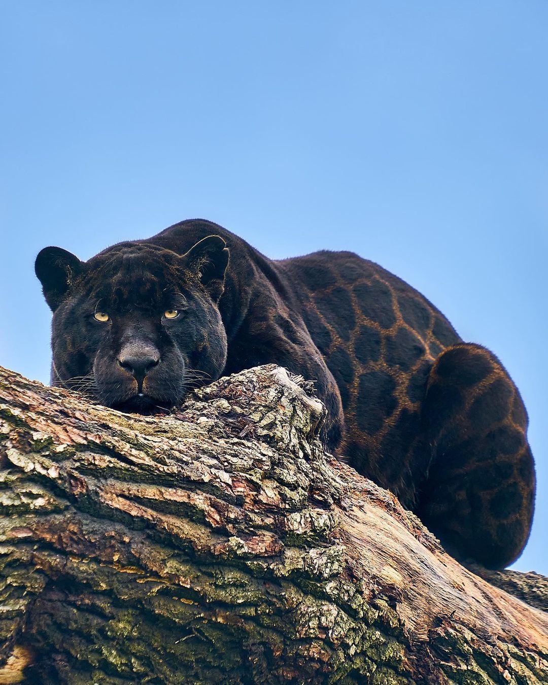 wildlife photography black panther by cam whitnall