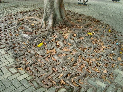 amazing roots