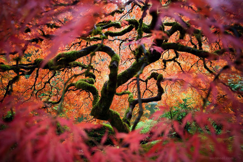nature photography maple tree portland