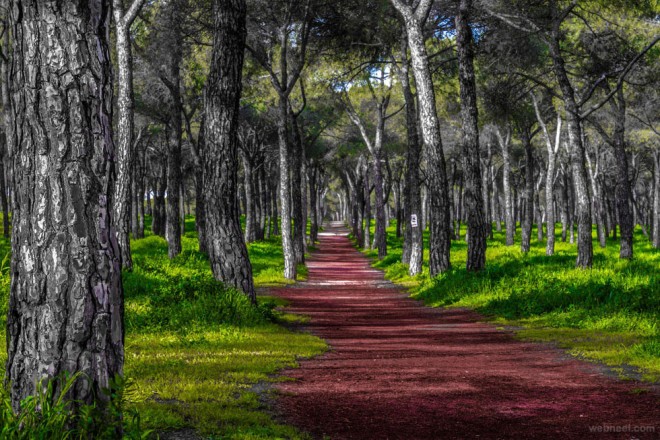 nature photography forest by jose caballero