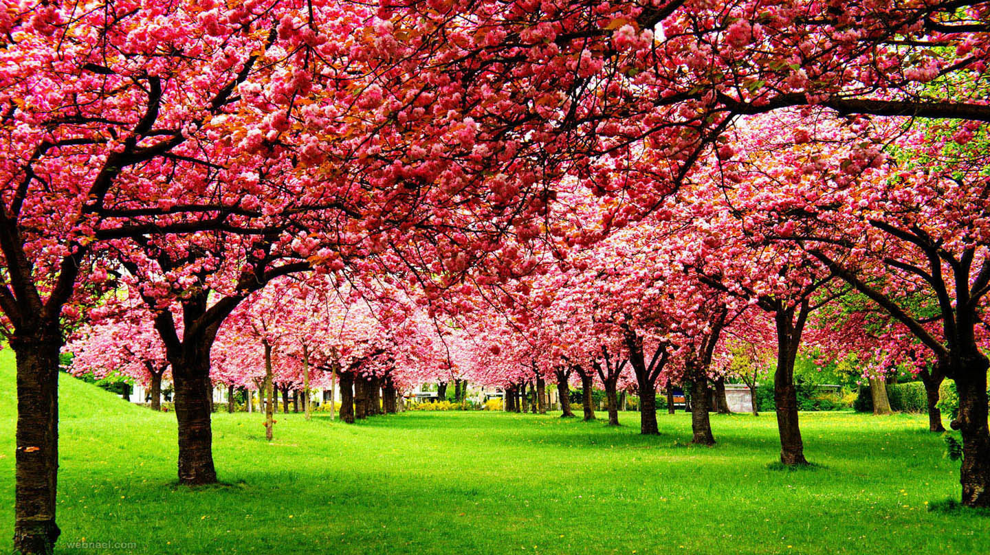 nature photography cherry tree