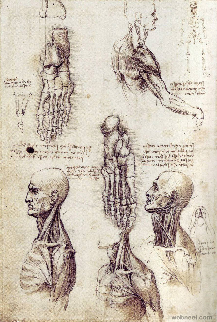 Leonardo Da Vinci Anatomy 38