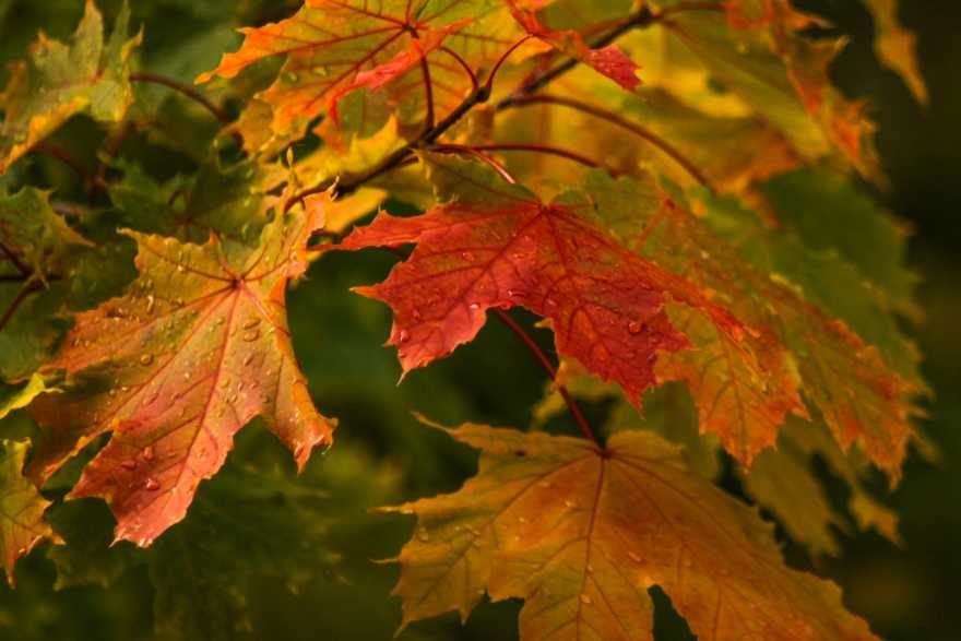 fall leaves nature photography by paul graham