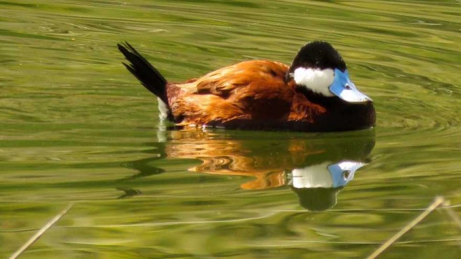 ruddy duck nature photography by paul graham