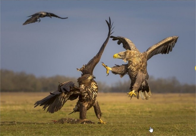 hamdan international photography award by mohammad khorshid